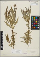 Foto von Salix alba subsp. vitellina (L.) Arcang. x Salix babylonica L.
